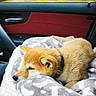 puppy, dog, sleeping, cute, blanket, car, vehicle, indoors, nap, resting, animal, brown_fur, fluffy, collar, cozy, portrait, side_view, travel, window, peaceful