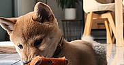 Balto a rejoint le concours — aidez-le/la à gagner de superbes lots ! puppy, dog, canine, pet, plush_toy, toy, playing, chewing, sitting, carpet, indoors, home, living_room, dining_area, chair, table, houseplant, sunlight, collar, cute