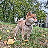 Balto participe au concours pour gagner de l'argent avec cette photo : dog, puppy, shiba_inu, canine, standing, outdoors, grass, autumn, fallen_leaves, trees, garden, yard, collar, fluffy_tail, pointed_ears, profile, animal, pet, nature, residential_background