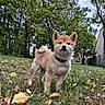 Balto a rejoint le concours — aidez-le/la à gagner de superbes lots ! dog, puppy, shiba_inu, outdoor, garden, grass, fallen_leaves, autumn, trees, nature, animal, pet, collar, fluffy, tan_fur, standing, portrait, closeup, backyard, canine