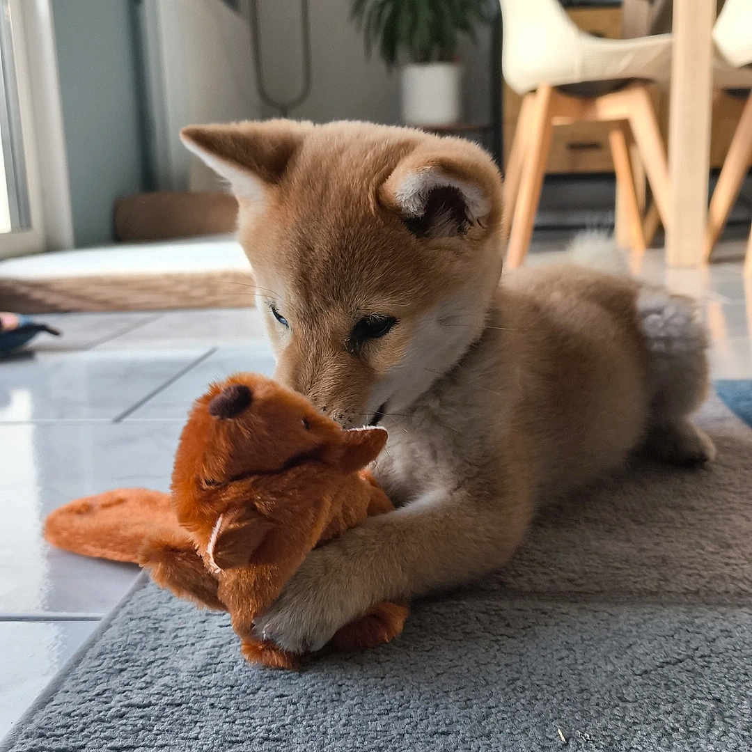 Balto participe au concours pour gagner de l'argent avec cette photo : puppy, dog, stuffed_toy, plush_toy, brown_fur, playing, cuddling, indoor, home, rug, tile_floor, houseplant, chair, table, natural_light, pet, cute, animal, portrait, playful