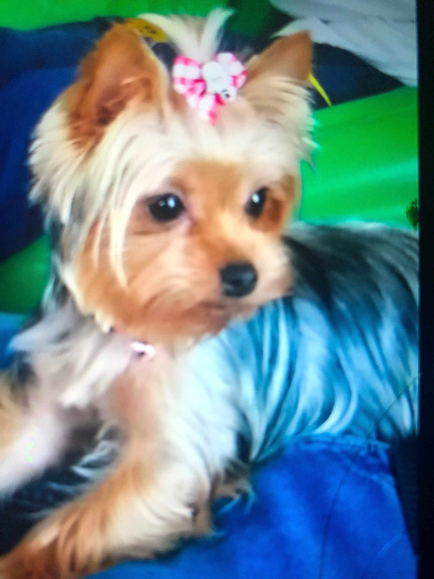 Talia participe au concours pour gagner de l'argent avec cette photo : dog, small_dog, bow, pet, animal, fur, close_up, indoor, resting, cute, tan_color, blue_surface, green_background, fluffy, companion, domestic_animal, canine, portrait, young_dog, decorative_accessory