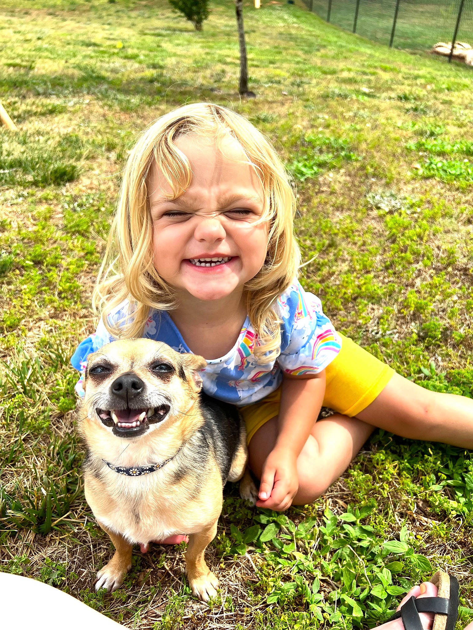 Everly joined the competition — help win amazing prizes! beauty, blond, carnivore, companion_dog, dog, dog_breed, fawn, fun, grass, groundcover, happy, joy, leaf, mammal, people_in_nature, person, photograph, plant, sitting, smile