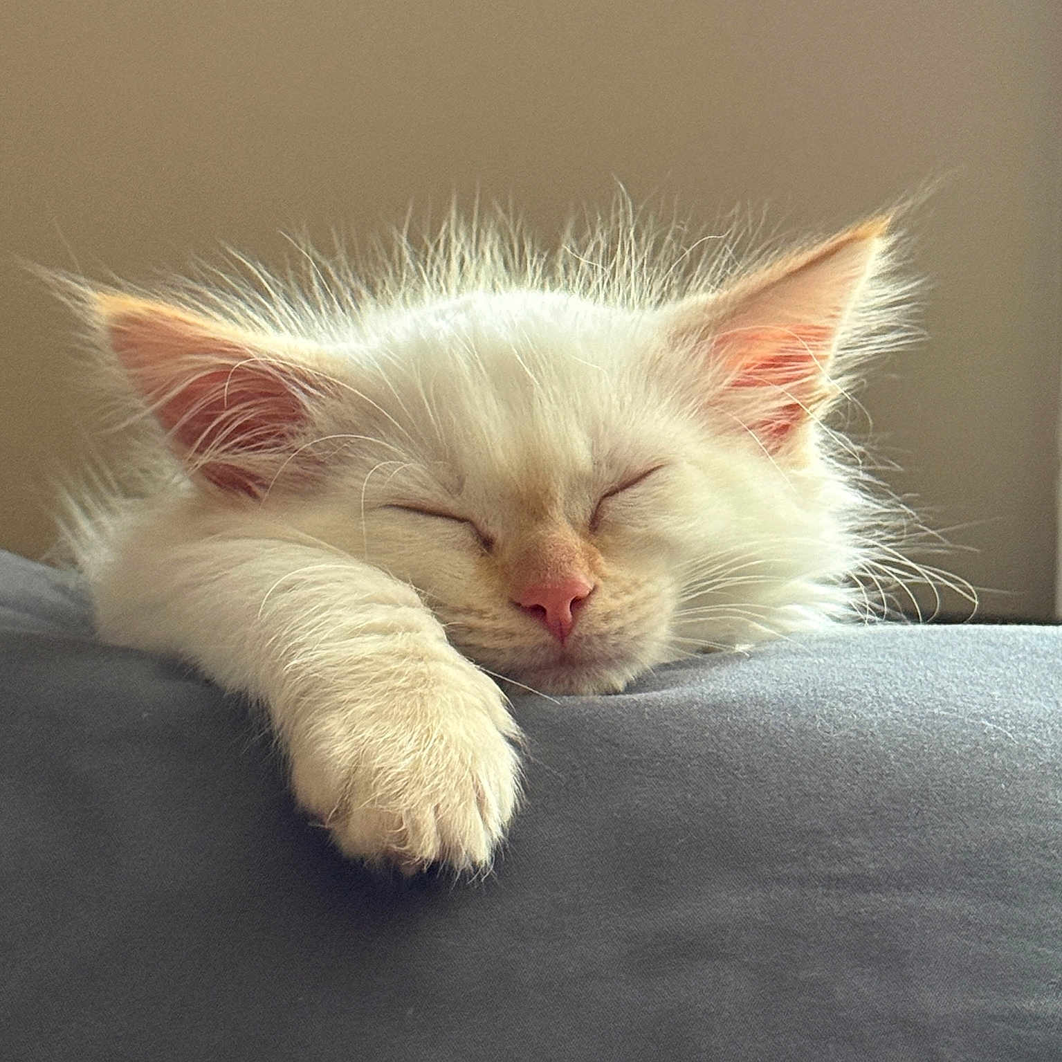 Fish joined the competition — help win amazing prizes! adorable, cat, close_up, cozy, ears, feline, fluffy, gray_surface, indoor, kitten, natural_light, paw, peaceful, pet, quiet, resting, sleeping, soft_texture, white_fur, young_animal