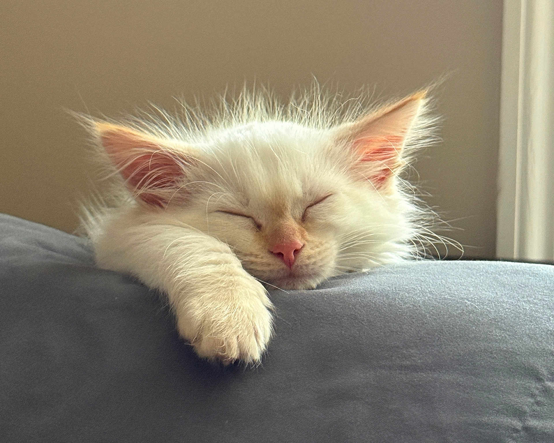 Fish joined the competition — help win amazing prizes! kitten, cat, sleeping, white_fur, paw, ears, soft_texture, gray_surface, indoor, peaceful, close_up, pet, adorable, resting, feline, young_animal, natural_light, quiet, cozy, fluffy