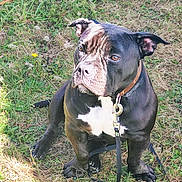 Hinata a rejoint le concours — aidez-le/la à gagner de superbes lots ! animal, bostonbull, boxer, bulldog, canine, dog, frenchbulldog, grass, leash, pet, pitbull, plant, pug, puppy, snout