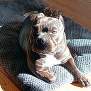 Hynata participe au concours pour gagner de l'argent avec cette photo : dog, pet, indoor, sunlight, wooden_floor, mat, relaxed, brown_fur, animal, canine, paw, resting, domestic, companion, home, shadow, texture, light, flooring, laying_down