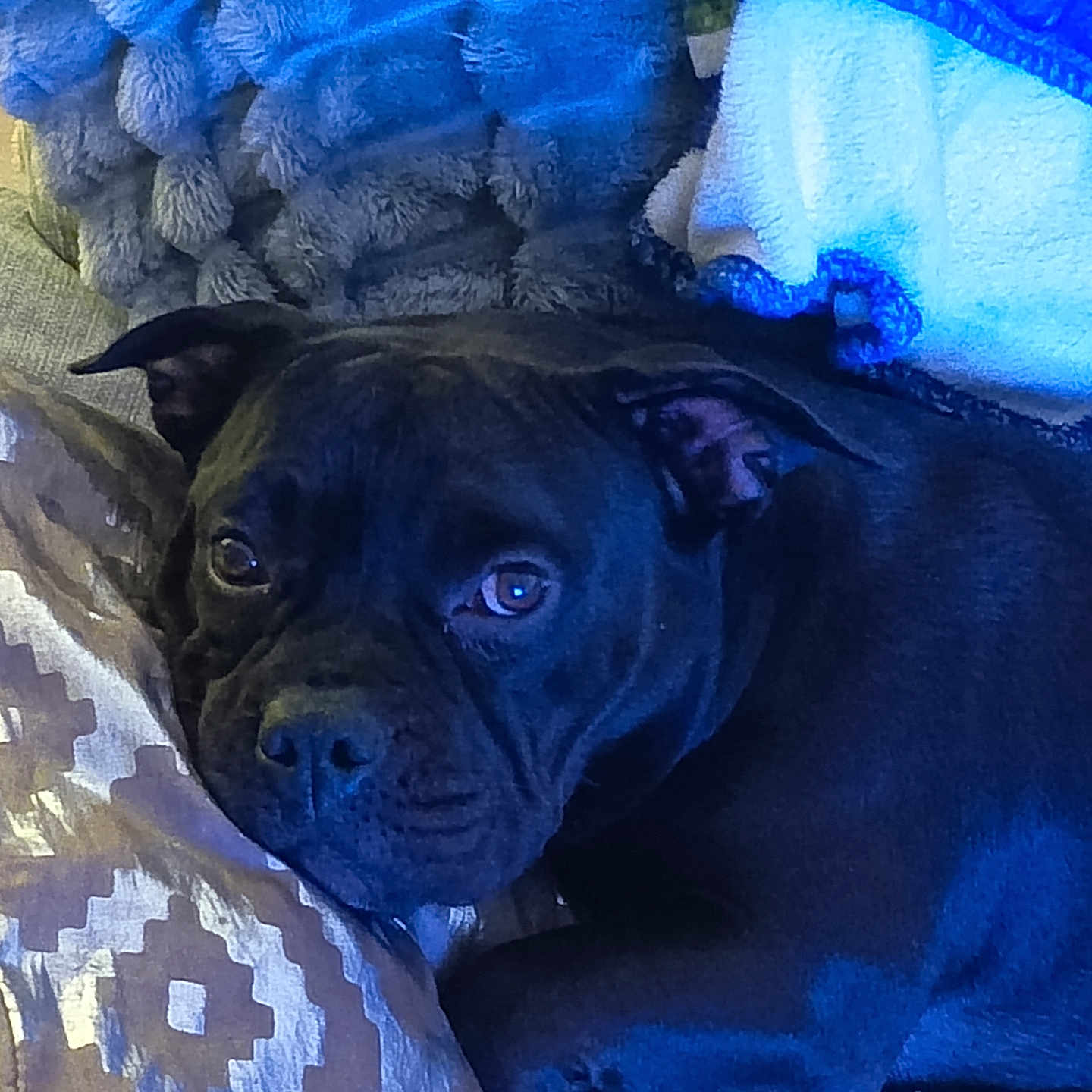 Hynata a rejoint le concours — aidez-le/la à gagner de superbes lots ! animal, black_dog, blankets, comfort, companion, cozy, cute, dog, fur, home, indoor, lying_down, pet, pillows, relaxed, resting, sleepy, snuggled, soft, texture