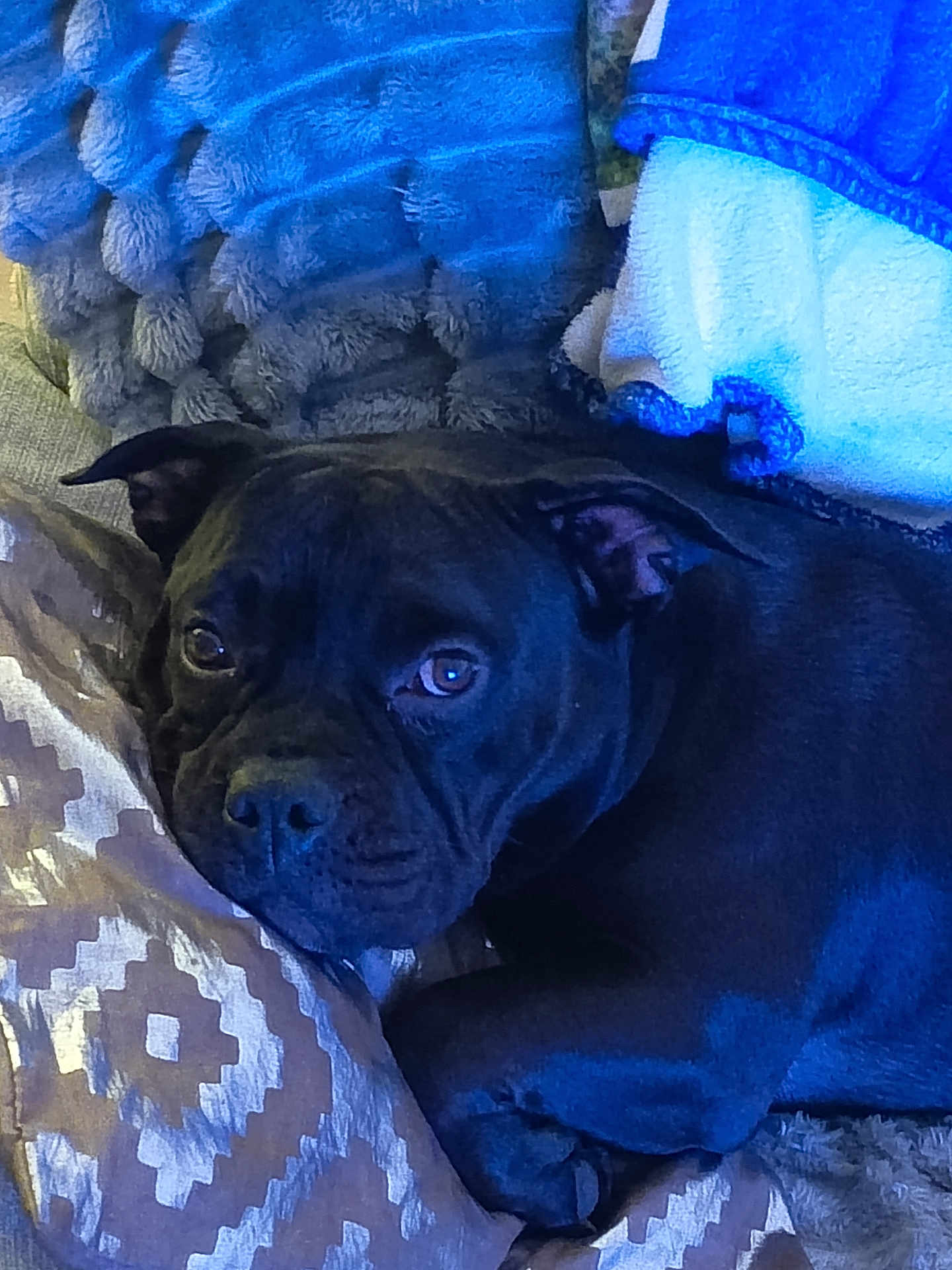 Hynata a rejoint le concours — aidez-le/la à gagner de superbes lots ! dog, black_dog, pet, lying_down, pillows, blankets, cozy, indoor, resting, snuggled, fur, cute, animal, companion, relaxed, home, comfort, soft, texture, sleepy