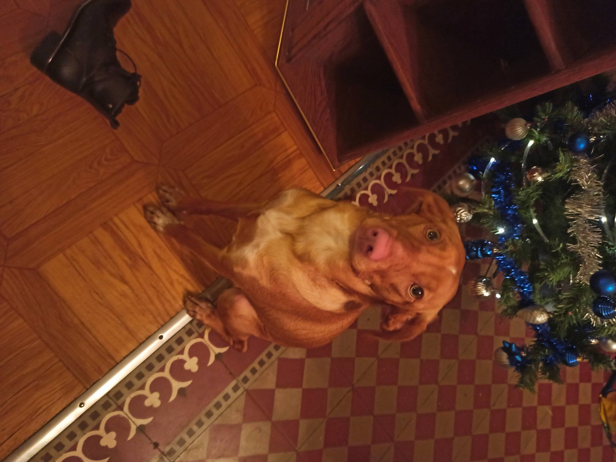 Urby a rejoint le concours — aidez-le/la à gagner de superbes lots ! brown, ceiling, christmas, christmas_decoration, christmas_eve, christmas_ornament, event, flooring, fun, hardwood, holiday, ornament, pattern, plant, room, tree, varnish, wood, wood_flooring, wood_stain