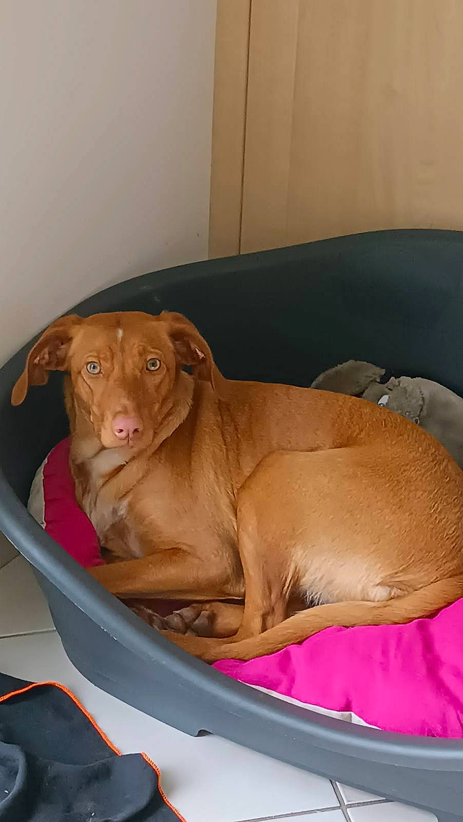 Urby a rejoint le concours — aidez-le/la à gagner de superbes lots ! brown, canidae, carnivore, collar, comfort, companion_dog, dog, dog_breed, dog_supply, fawn, gun_dog, liver, pet_supply, puppy, snout, sporting_group, terrestrial_animal, whiskers, working_animal, wrinkle