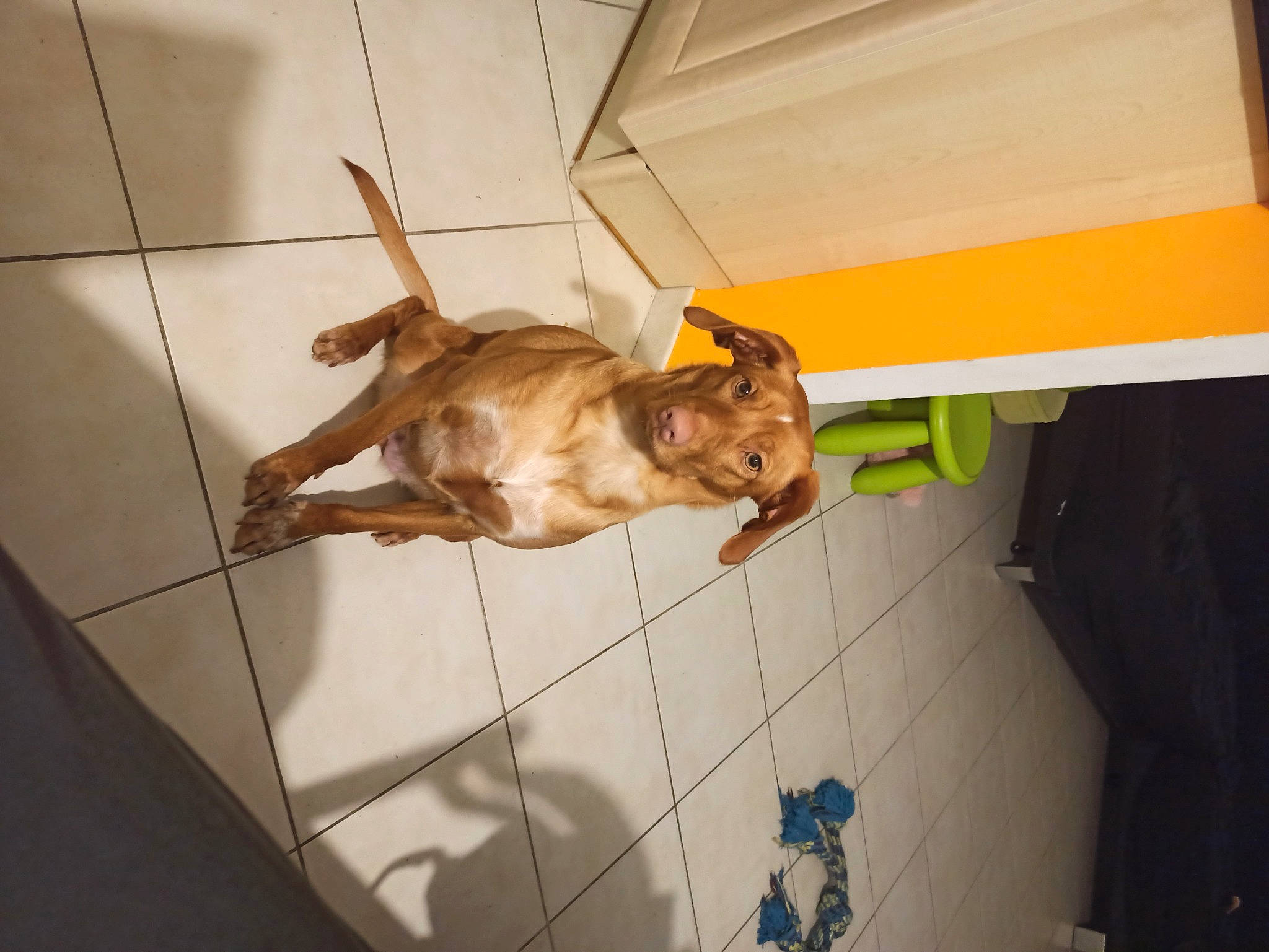 Urby a rejoint le concours — aidez-le/la à gagner de superbes lots ! canidae, carnivore, ceiling, companion_dog, dog, dog_breed, fawn, flooring, fur, hardwood, liver, pet_supply, room, snout, sporting_group, tail, terrestrial_animal, tile, wood, working_animal