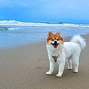 Meisje joined the competition — help win amazing prizes! dog, beach, sand, ocean, waves, cloudy_sky, fluffy, happy, pet, canine, outdoor, nature, water, coast, shore, playful, animal, smiling, fur, daytime