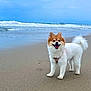 dog, beach, sand, ocean, waves, cloudy_sky, fluffy, happy, pet, canine, outdoor, nature, water, coast, shore, playful, animal, smiling, fur, daytime