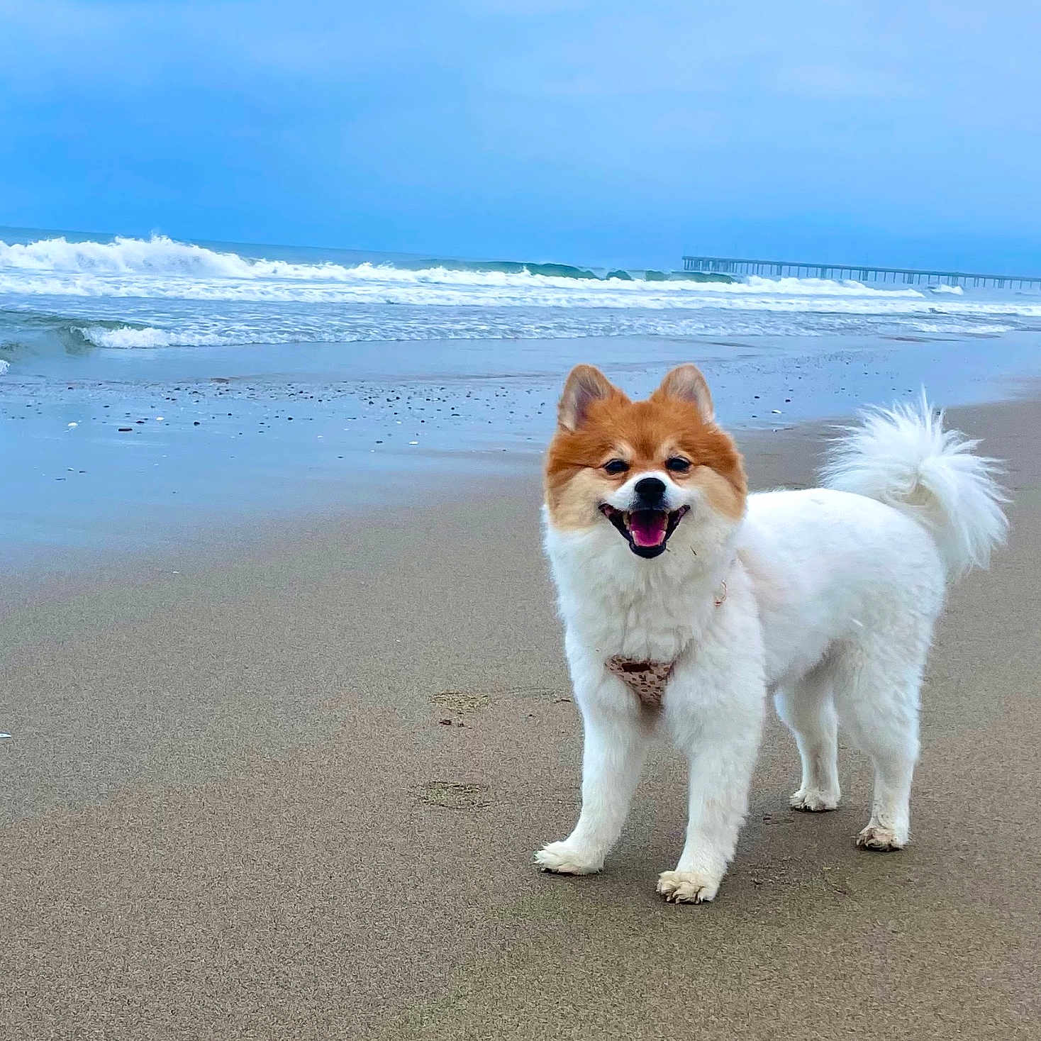 Meisje joined the competition — help win amazing prizes! animal, beach, canine, cloudy_sky, coast, daytime, dog, fluffy, fur, happy, nature, ocean, outdoor, pet, playful, sand, shore, smiling, water, waves