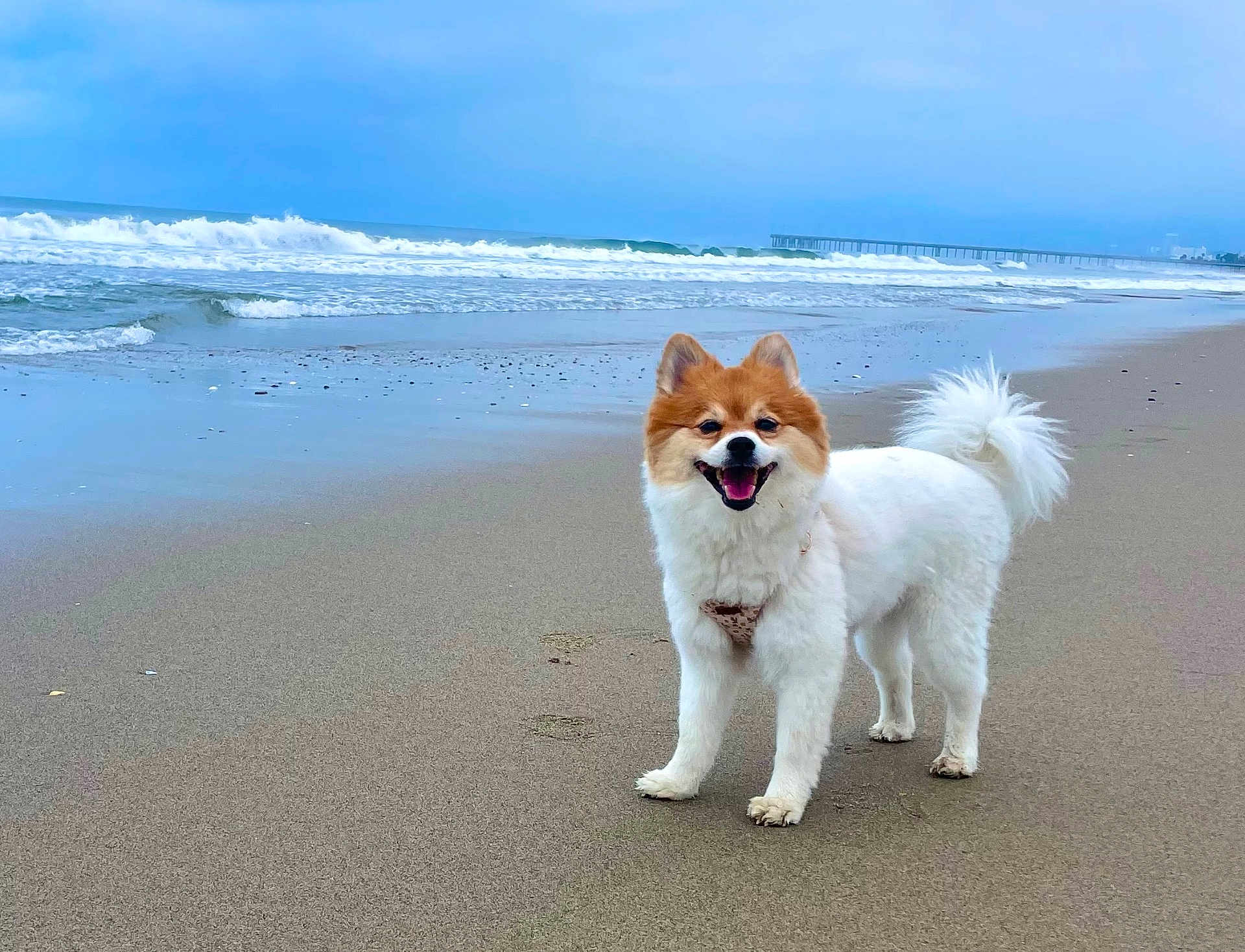 Meisje joined the competition — help win amazing prizes! dog, beach, sand, ocean, waves, cloudy_sky, fluffy, happy, pet, canine, outdoor, nature, water, coast, shore, playful, animal, smiling, fur, daytime