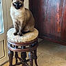 cat, siamese_cat, blue_eyes, sitting, stool, vintage_furniture, wooden_door, doorway, indoor, home, window, floor, portrait, fur, whiskers, pointed_ears, dark_face, cream_fur, alert, pet