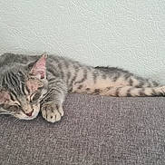 Baguerra participe au concours pour gagner de l'argent avec cette photo : cat, kitten, sleeping, tabby, striped, paw, whiskers, ears, fur, relaxing, indoor, couch, fabric, texture, rest, animal, pet, feline, cute, cozy