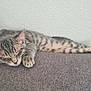 cat, kitten, sleeping, tabby, striped, paw, whiskers, ears, fur, relaxing, indoor, couch, fabric, texture, rest, animal, pet, feline, cute, cozy