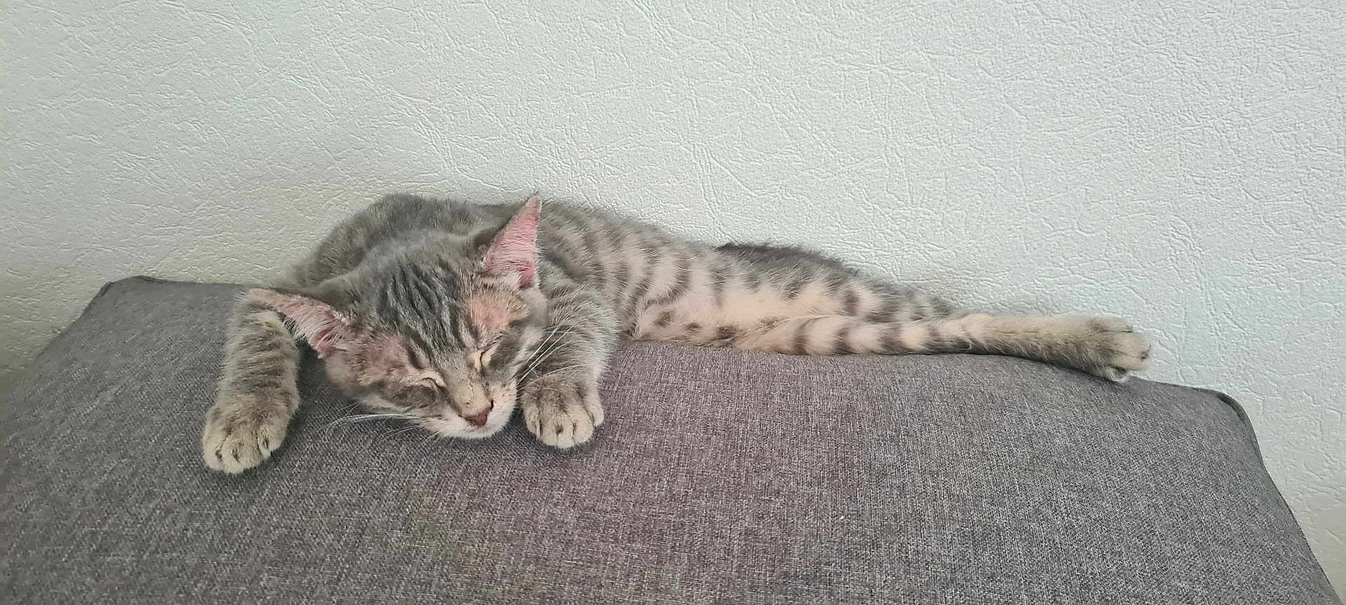Baguerra participe au concours pour gagner de l'argent avec cette photo : cat, kitten, sleeping, tabby, striped, paw, whiskers, ears, fur, relaxing, indoor, couch, fabric, texture, rest, animal, pet, feline, cute, cozy