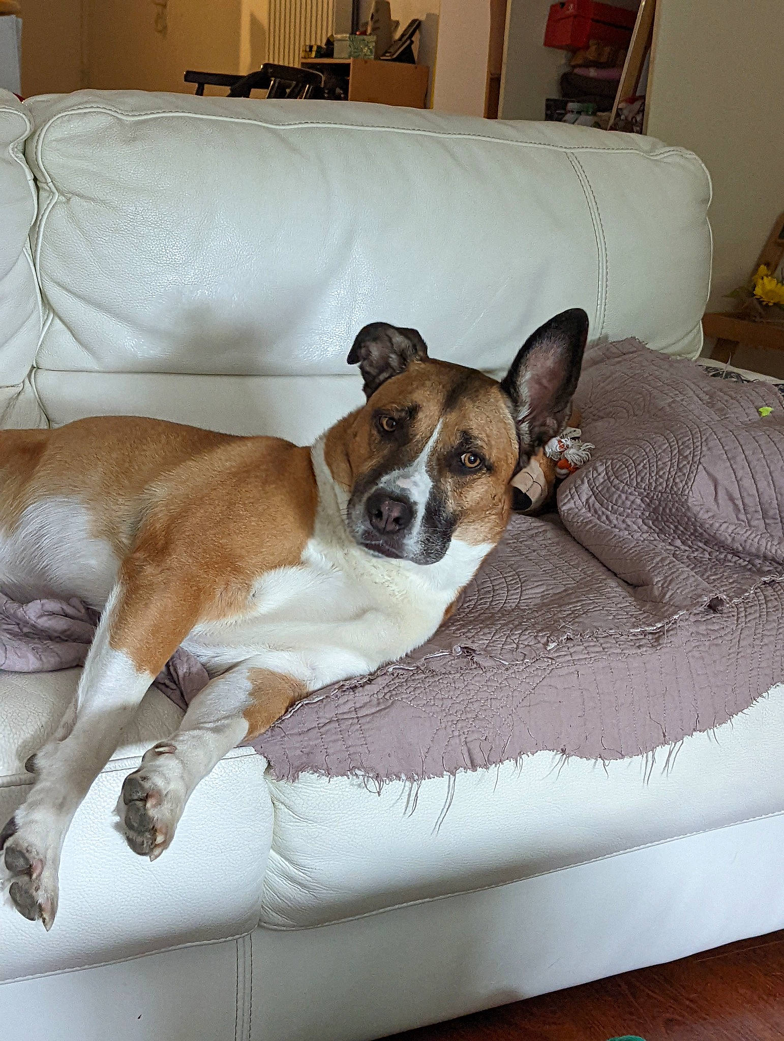 Effy participe au concours pour gagner de l'argent avec cette photo : bedding, bored, carnivore, chair, comfort, companion_dog, couch, dog, dog_breed, dog_supply, fawn, flooring, furniture, hardwood, linens, living_room, room, sporting_group, window, working_animal