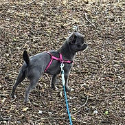Agate a rejoint le concours — aidez-le/la à gagner de superbes lots ! dog, small_dog, leash, harness, outdoor, earth, leaves, twigs, animal, pet, alert, standing, nature, brown, gray, canine, forest_floor, walking, companion, cute