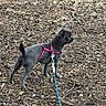 dog, small_dog, leash, harness, outdoor, earth, leaves, twigs, animal, pet, alert, standing, nature, brown, gray, canine, forest_floor, walking, companion, cute