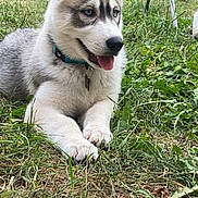 Sky a rejoint le concours — aidez-le/la à gagner de superbes lots ! animal, ball, canine, dog, football, grass, green, herbal, herbs, husky, nature, outdoors, pet, plant, puppy, soccer, soccerball, soil, sport, yard