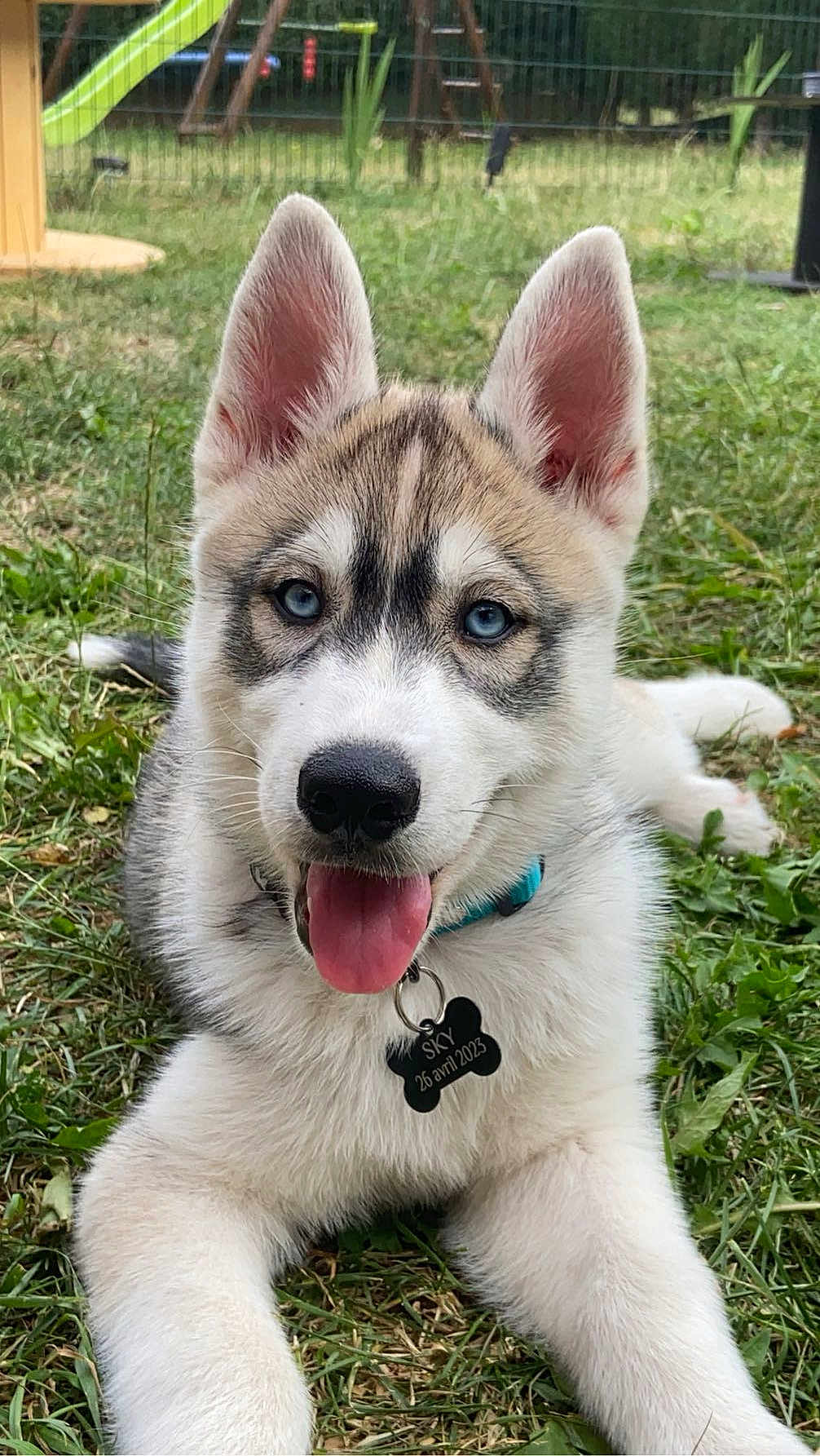 Sky a rejoint le concours — aidez-le/la à gagner de superbes lots ! animal, ball, canine, dog, football, grass, green, herbal, herbs, husky, nature, outdoors, pet, plant, puppy, soccer, soccerball, sport, whitedog, yard