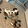 Tuff is registered to the contest to win money with this photo: dog, puppy, australian_shepherd, blue_eyes, carpet, toy, plush_toy, indoor, flooring, pet_bed, furniture, home, cute, animal, laying_down, looking_up, fur, brown, black, white