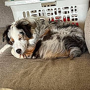 Tuff is registered to the contest to win money with this photo: dog, sleeping, couch, furniture, laundry_basket, indoor, pet, tricolor, fur, cozy, relaxed, rest, home, brown, white, black, tan, curled_up, domestic_animal, animal