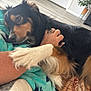 Sadie is registered to the contest to win money with this photo: dog, paw, hand, arm, blanket, indoor, floor, plant, furniture, resting, cozy, black_fur, brown_fur, white_fur, person, comfort, home, relaxation, touch, pet