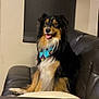 Sadie joined the competition — help win amazing prizes! dog, sitting, leather_couch, indoor, bandana, black_and_tan, fur, pet, happy, tongue_out, window_shade, wall, furniture, canine, companion, domestic_animal, alert, portrait, cute, household