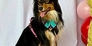 Sadie is registered to the contest to win money with this photo: dog, sitting, bandana, harness, balloons, celebration, white_backdrop, happy, pet, animal, fur, tongue_out, indoor, portrait, canine, black_fur, brown_fur, white_fur, floor, decor