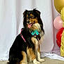 dog, sitting, bandana, harness, balloons, celebration, white_backdrop, happy, pet, animal, fur, tongue_out, indoor, portrait, canine, black_fur, brown_fur, white_fur, floor, decor