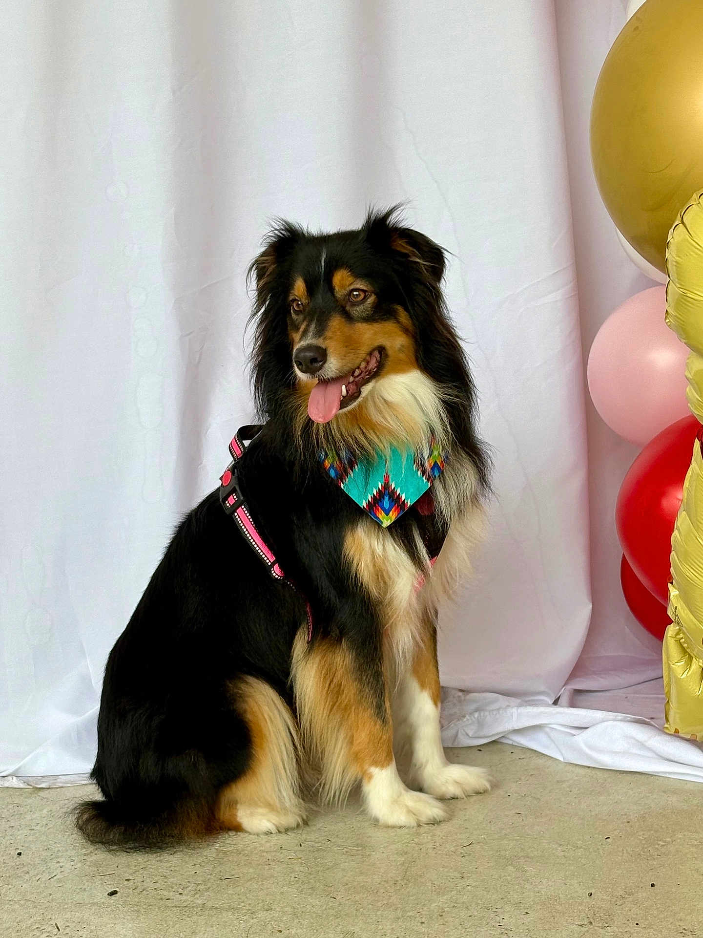 Sadie is registered to the contest to win money with this photo: dog, sitting, bandana, harness, balloons, celebration, white_backdrop, happy, pet, animal, fur, tongue_out, indoor, portrait, canine, black_fur, brown_fur, white_fur, floor, decor