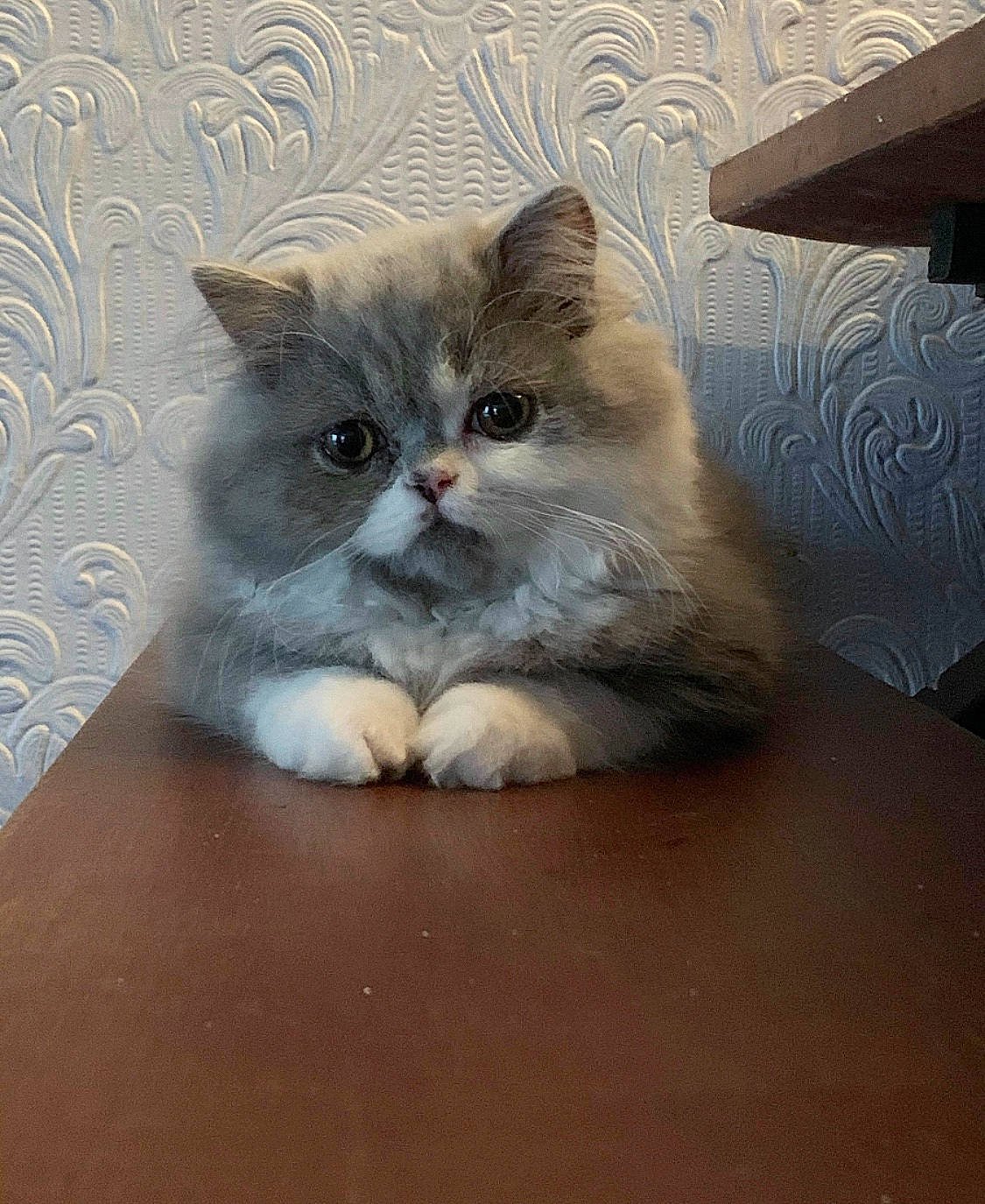 Claude joined the competition — help win amazing prizes! box, carnivore, cat, domestic_short_haired_cat, fawn, felidae, fur, hardwood, lamp, paw, photo_caption, sitting, small_to_medium_sized_cats, snout, table, terrestrial_animal, whiskers, wood