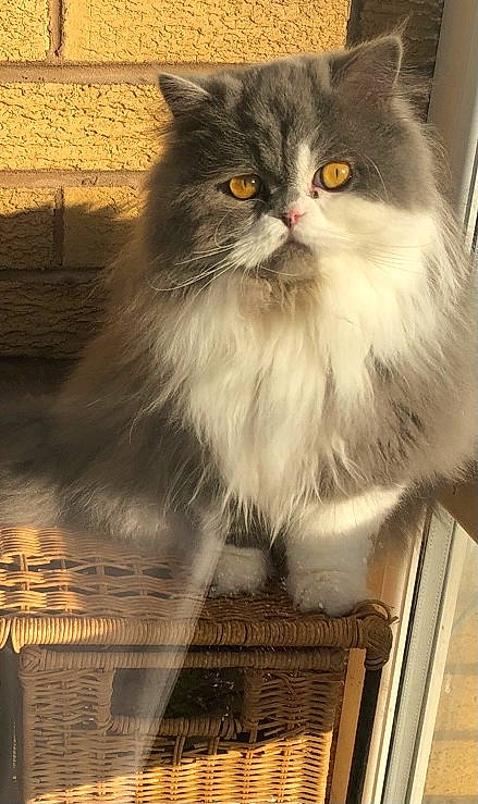 Claude is registered to the contest to win money with this photo: british_longhair, carnivore, cat, fawn, felidae, fur, persian, small_to_medium_sized_cats, snout, tail, whiskers, wood