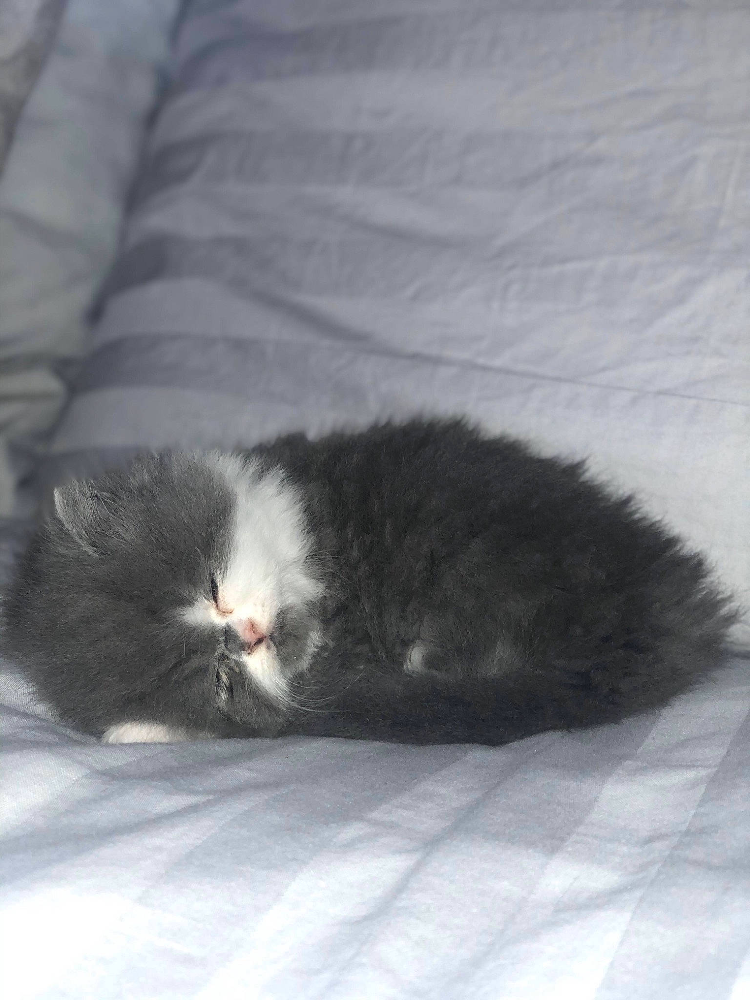 Claude joined the competition — help win amazing prizes! cat, comfort, felidae, fur, grey, small_to_medium_sized_cats, staple_food, tail, terrestrial_animal, tints_and_shades, whiskers