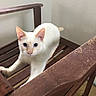 cat, white_cat, blue_eyes, pet, animal, feline, sitting, stretching, wooden_chair, furniture, indoors, home, portrait, close_up, fluffy, short_hair, ears, whiskers, tail, cute