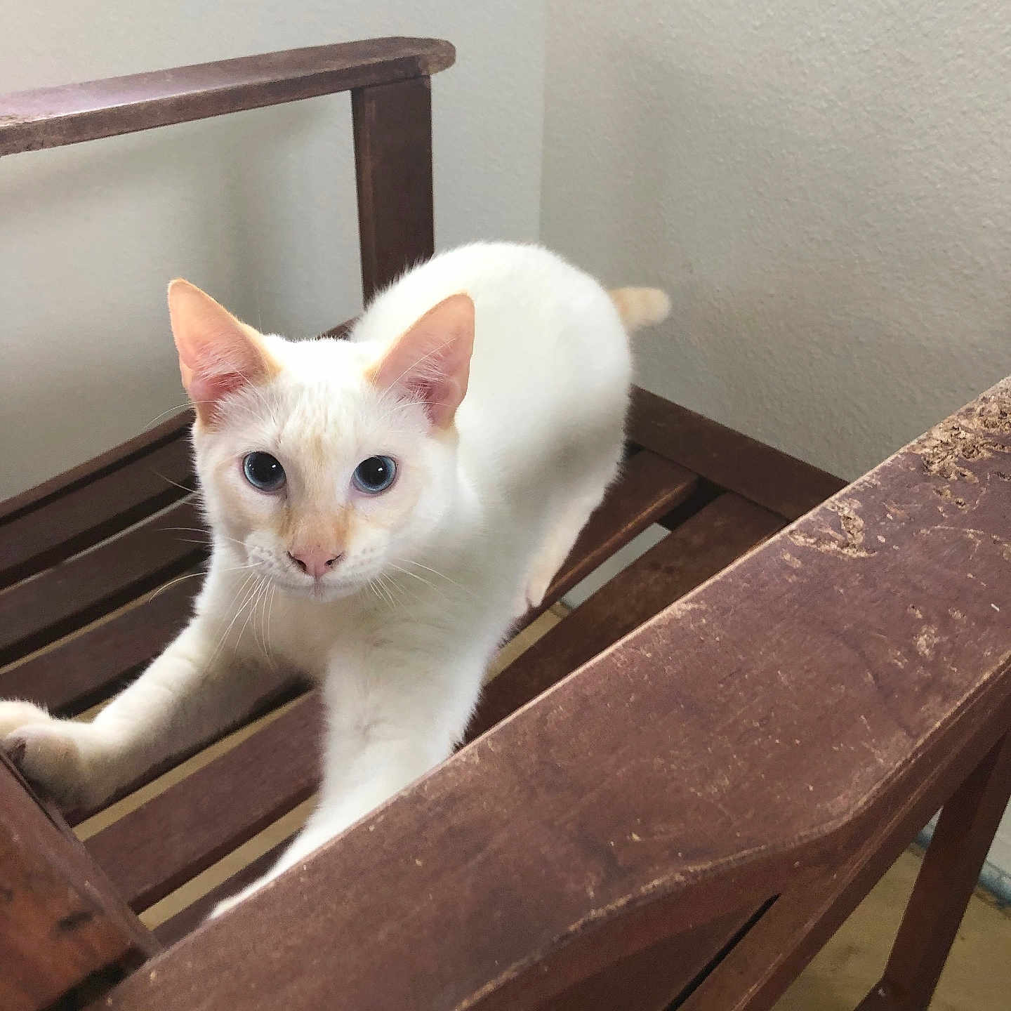 Kolohe