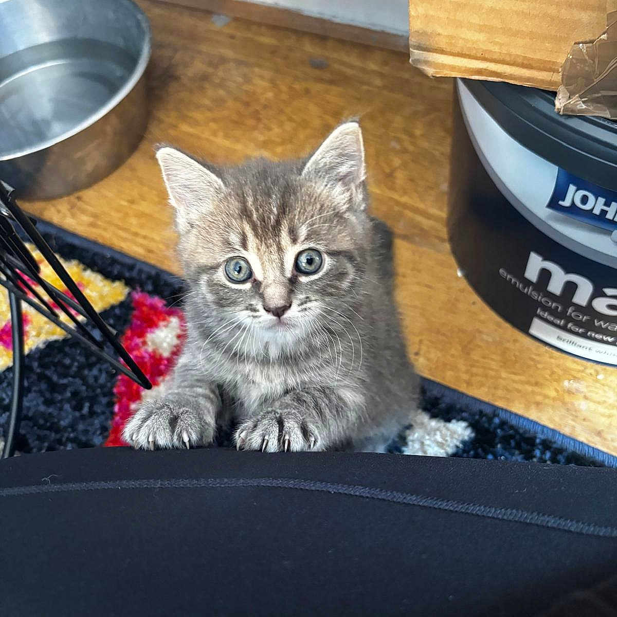 Max joined the competition — help win amazing prizes! animal, carpet, cat, claws, curious, cute, domestic, furniture, gray_tabby, indoor, kitten, looking_up, pet, playful, small, water_bowl, whiskers, wide_eyes, wood_floor, young