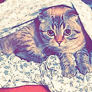 Max joined the competition — help win amazing prizes! animal, bed, blanket, cat, comfort, cozy, curious, cute, eyes, floral, fur, hiding, indoor, paws, pet, relaxed, resting, soft, tabby, whiskers