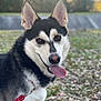 Loki is registered to the contest to win money with this photo: dog, husky, outdoor, leash, tongue_out, black_and_white, fur, ears, grass, leaves, nature, pet, animal, canine, daylight, portrait, closeup, happy, tongue, walking