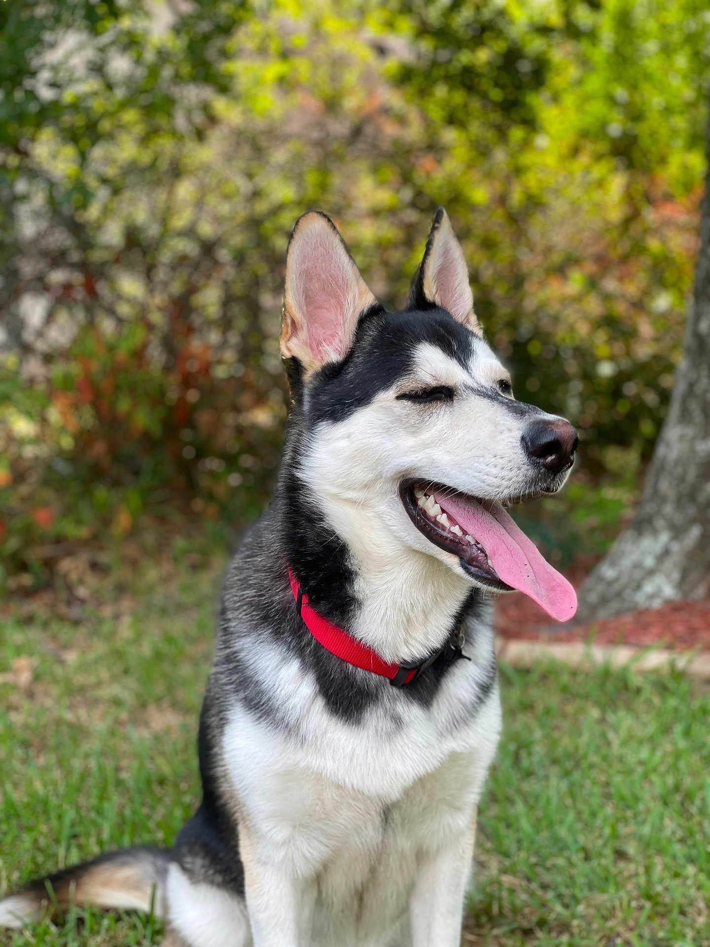 Loki is registered to the contest to win money with this photo: dog, husky, tongue_out, red_collar, sitting, outdoor, grass, nature, pet, canine, animal, fur, ears, happy, smiling, daytime, closeup, muzzle, background, portrait