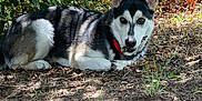 Loki joined the competition — help win amazing prizes! dog, outdoor, animal, nature, lying_down, fur, collar, plant, grass, sunlight, shadow, tree, leaf, earth, pet, canine, alert, resting, brown, black_and_white