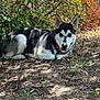 dog, outdoor, animal, nature, lying_down, fur, collar, plant, grass, sunlight, shadow, tree, leaf, earth, pet, canine, alert, resting, brown, black_and_white
