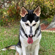 Loki is registered to the contest to win money with this photo: dog, canine, pet, animal, sitting, grass, outdoor, tongue_out, black_and_white, ears, fur, nature, blurred_background, muzzle, alert, cute, friendly, companion, portrait, daylight