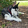 Loki is registered to the contest to win money with this photo: dog, husky, outdoor, nature, grass, leaves, collar, pet, animal, canine, chewing, stick, fur, black_and_white, alert, lying_down, ground, daylight, close_up, side_view