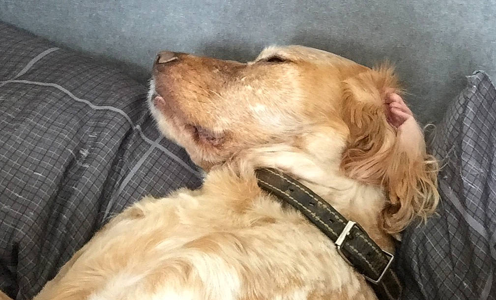 Django joined the competition — help win amazing prizes! canidae, carnivore, collar, companion_dog, dog, dog_breed, dog_collar, ear, fawn, fur, golden_retriever, gun_dog, liver, pet_supply, retriever, snout, spaniel, sporting_group, whiskers, working_animal